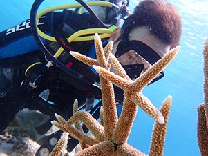 Sepp Panzer dives in a coral reef of endangered staghorn coral at Bonaire in the Caribbean