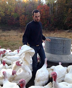 Sepp Panzer caring for turkeys on his family's farm Sepp Panzer working on the Ferguson Family Farm caring for 300 turkeys